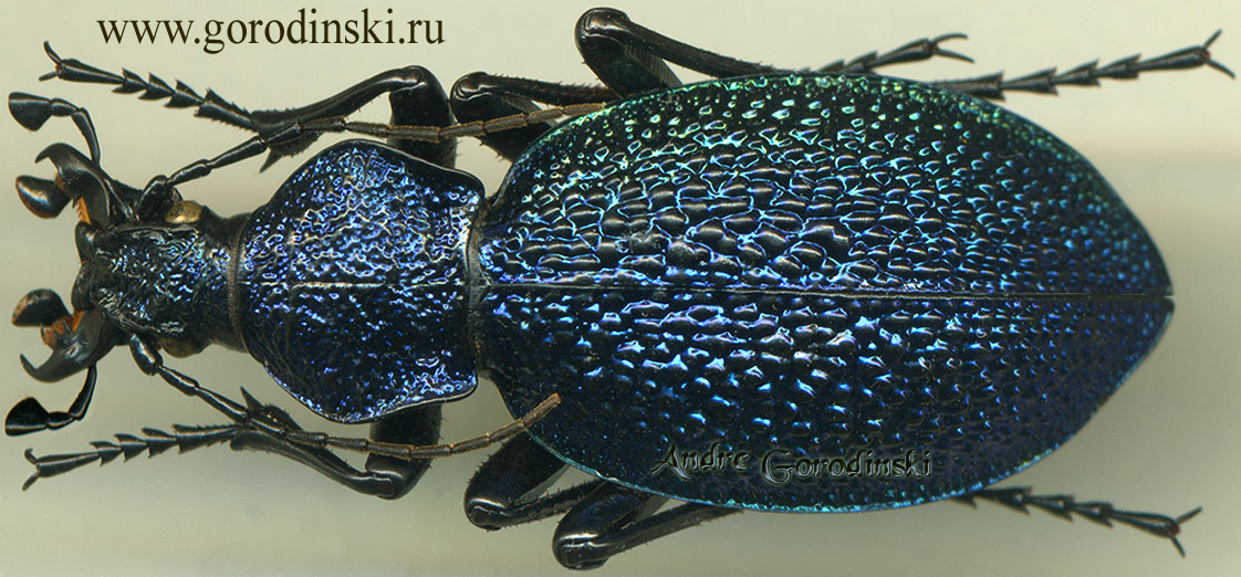 http://www.gorodinski.ru/carabus/Procerus scabrosus caucasicus.jpg